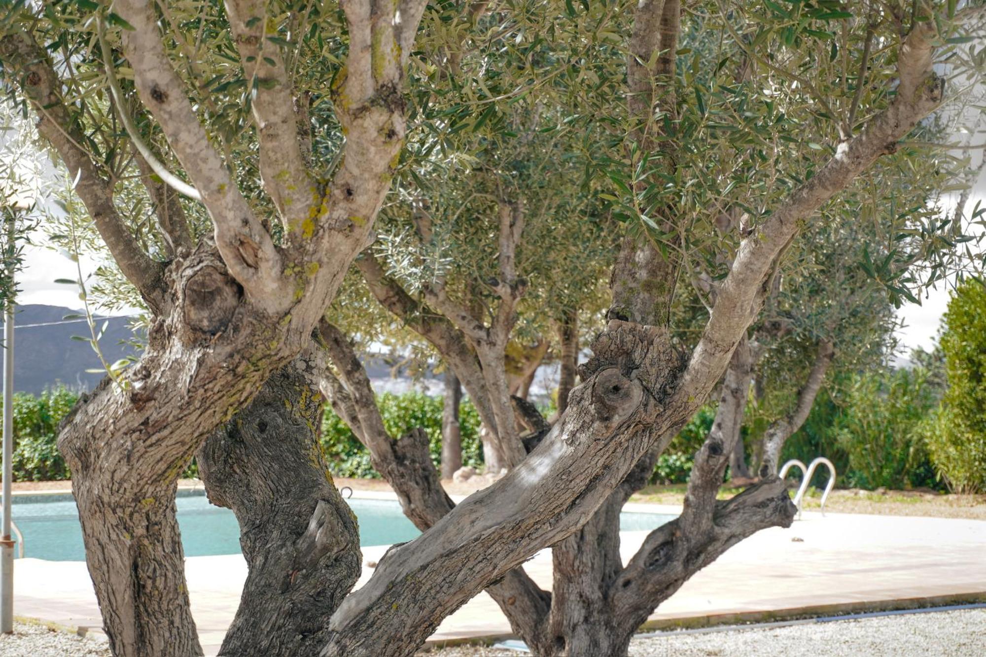 Hotel Finca Olivar Benissa Buitenkant foto